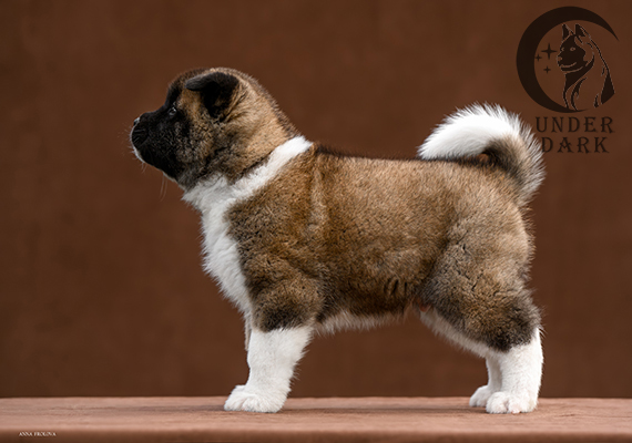 Щенки Американской акиты